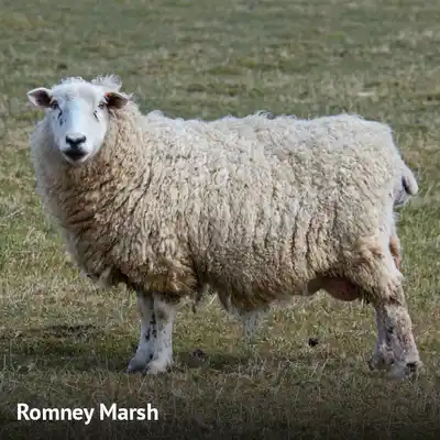 Gualeguay vuelve al circuito exportador: inicia la compra y faena de ovinos para mercados internacionales