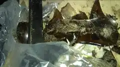 "Siguen sin saber que los recolectores son seres humanos que se pueden lastimar"