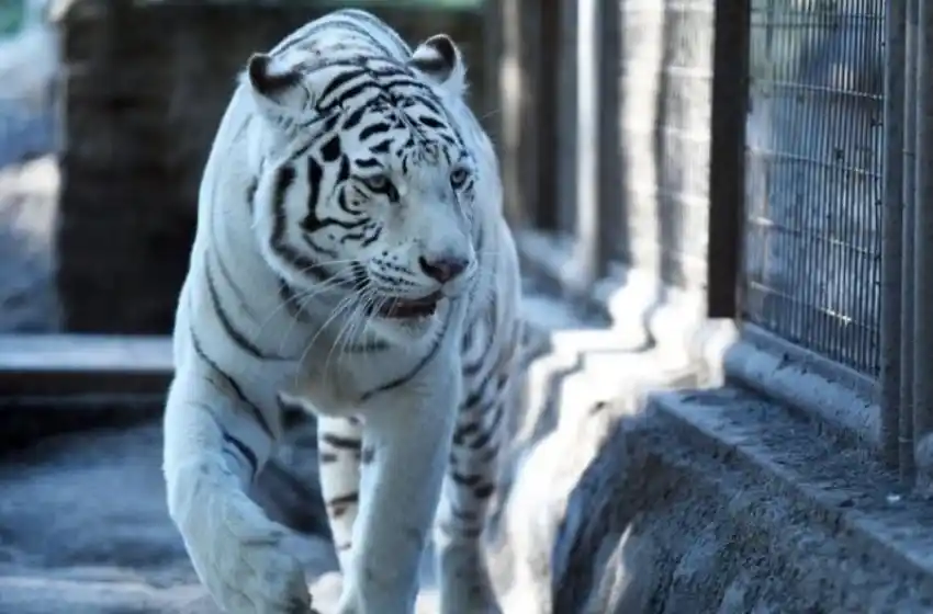 Murió Dhara, la tigresa blanca del zoológico de La Plata