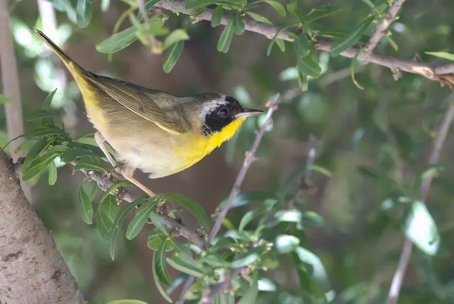 El ejemplar llegó desde América del Norte