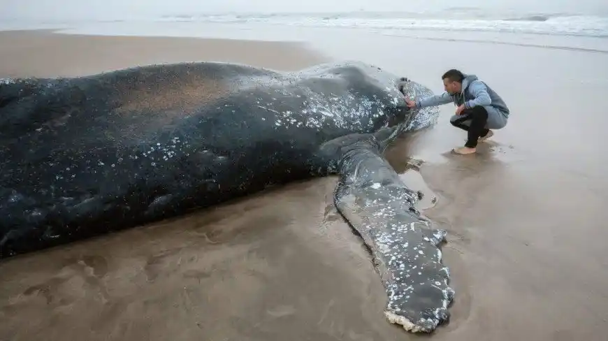 Murió la ballena encallada en Mar del Plata