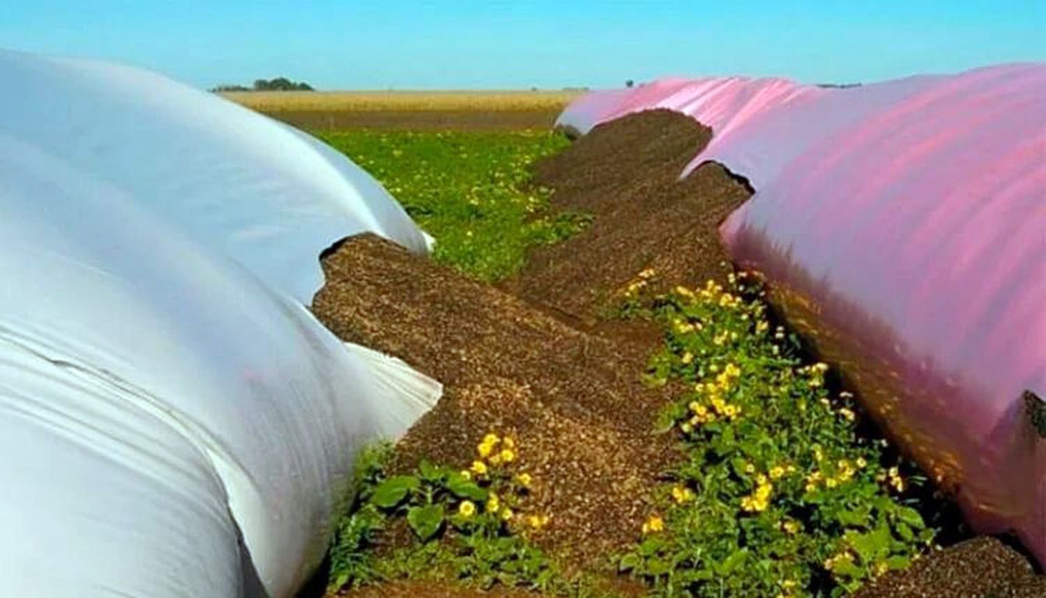 Ladrones rompieron un silo bolsa y robaron girasol