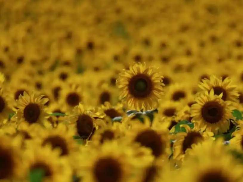 Mientras el trigo mejora su condición, se demora la siembra de girasol