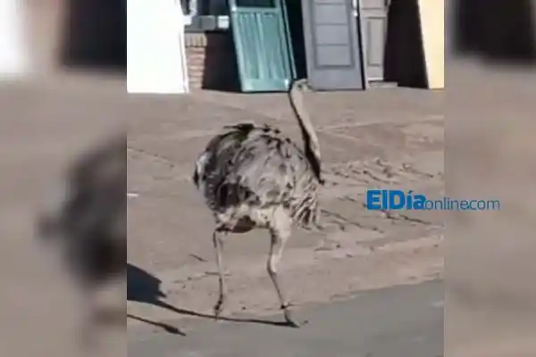 El video viral: un ñandú suelto en pleno ingreso a Gualeguaychú