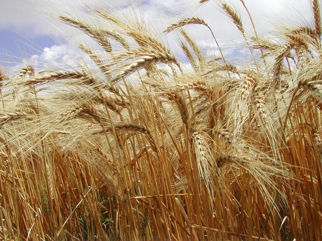 Para la fina el desafío es sostener el crecimiento