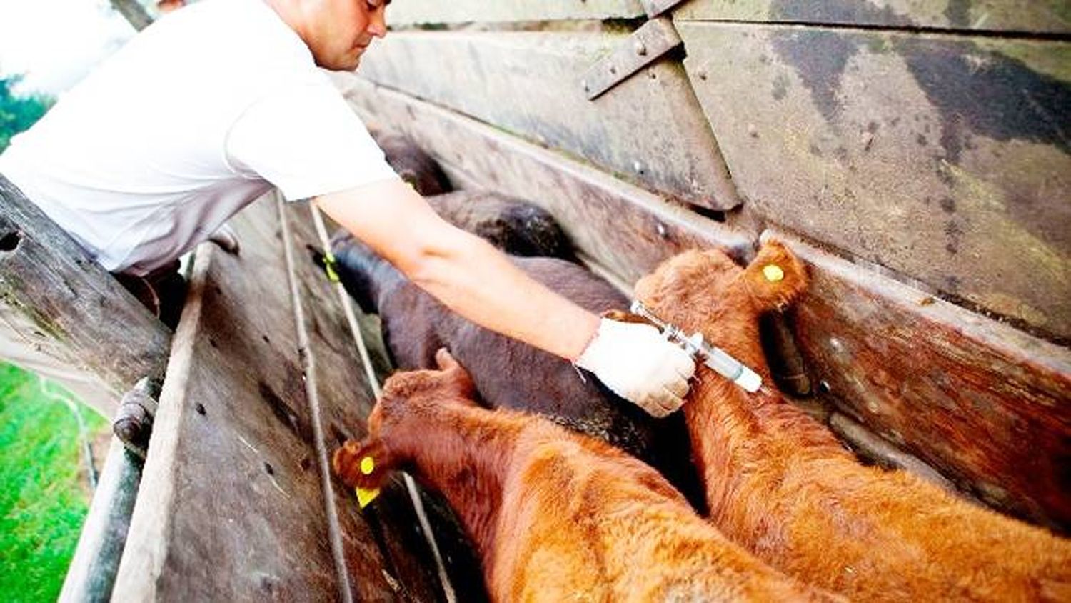 El 13 de octubre comenzará la vacunación contra la fiebre aftosa en Entre Ríos