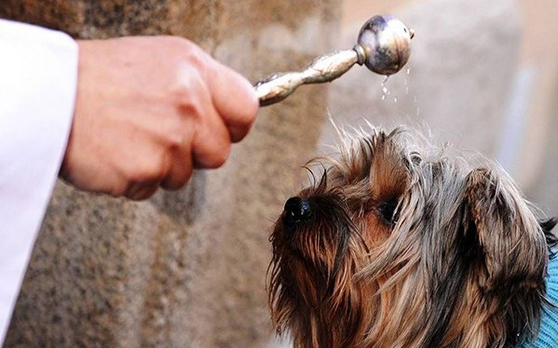 Fiesta de San Francisco de Asís en Coronel Suárez: Bendicen mascotas