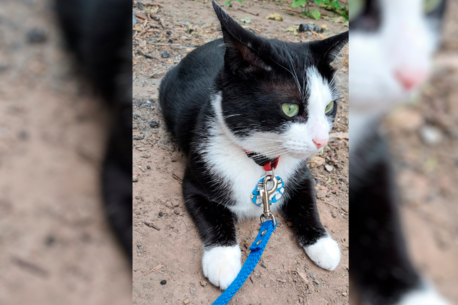 Buscan a Milo en Los Aromos