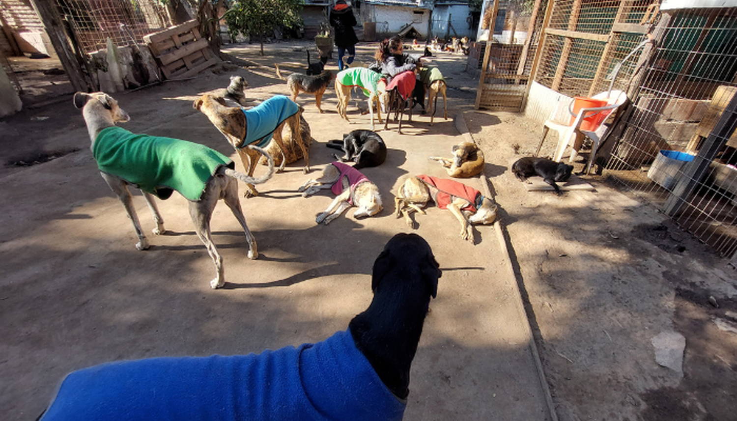 Venta de ñoquis a beneficio del Refugio Animal, este domingo