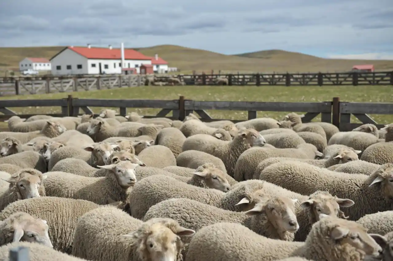 En la Patagonia, productores ovinos ya aplican un alimento balanceado casero que fue impulsado por el INTA