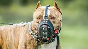 Consejos para la tenencia responsable de mascotas