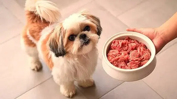 El intestino, la clave oculta de la salud de perros y gatos: qué explicó una veterinaria