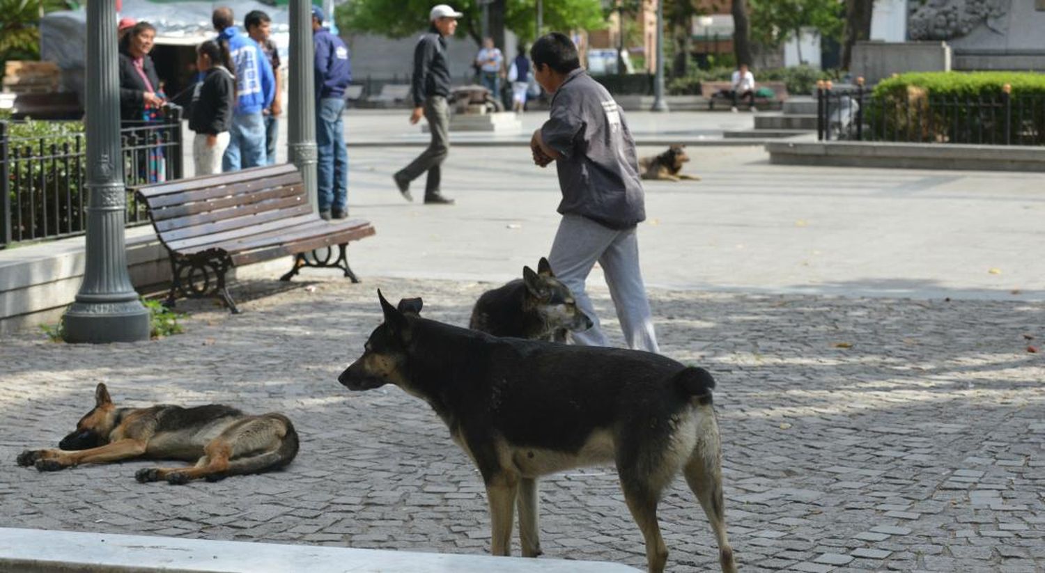 Animales sueltos