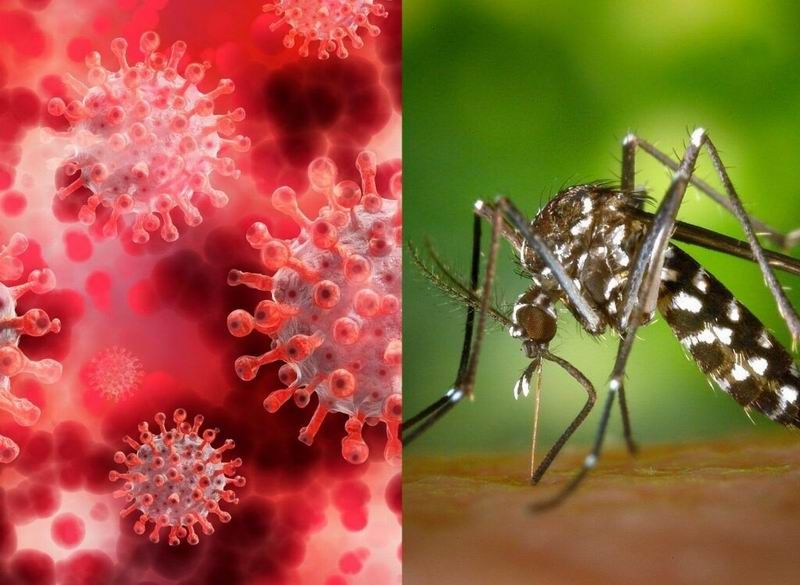 Dengue y COVID en Formosa: Gómez dijo que “en ambos casos estamos muy bien”