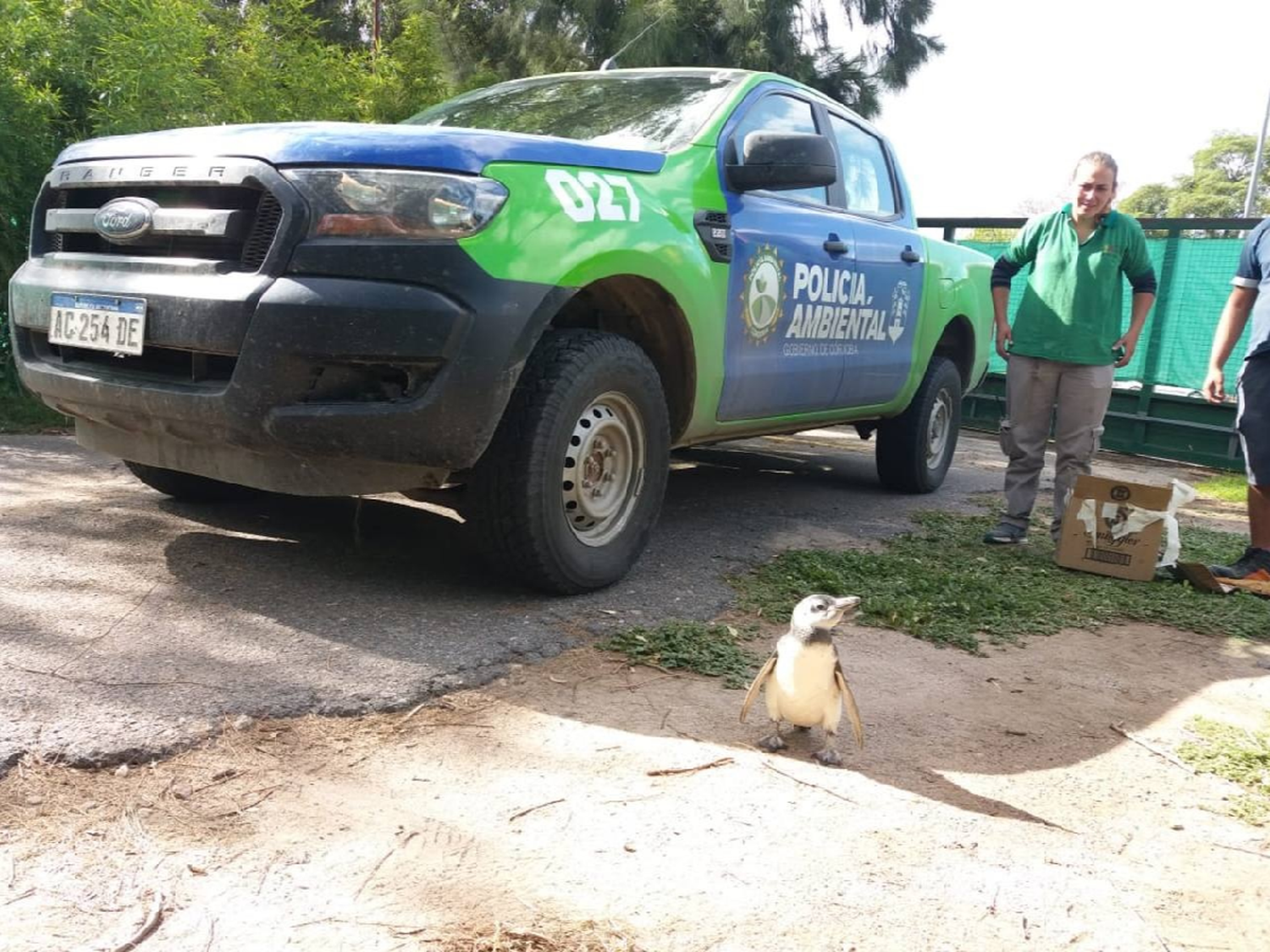 [VIDEO] Trajeron a un pingüino de la Costa y lo tenían en su casa 