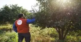 Detectan 9 nuevos casos de insectos portadores del HLB en quintas cítricas