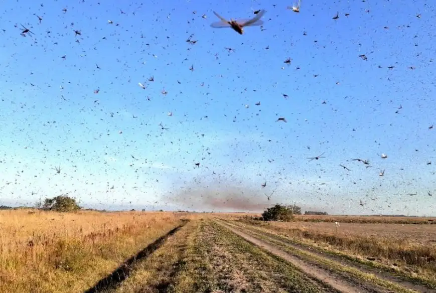Desde la Federación Agraria aseguran que la manga de langostas que afecta Entre Ríos «no es tan agresiva»