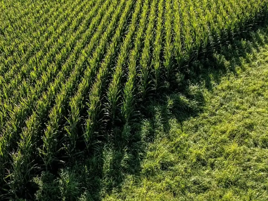 Alerta productiva: pérdidas mínimas del 20% en el sudeste santafesino.