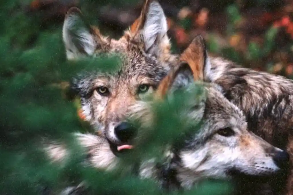 Los cachorros, pesan entre 18 y 23 kilogramos.