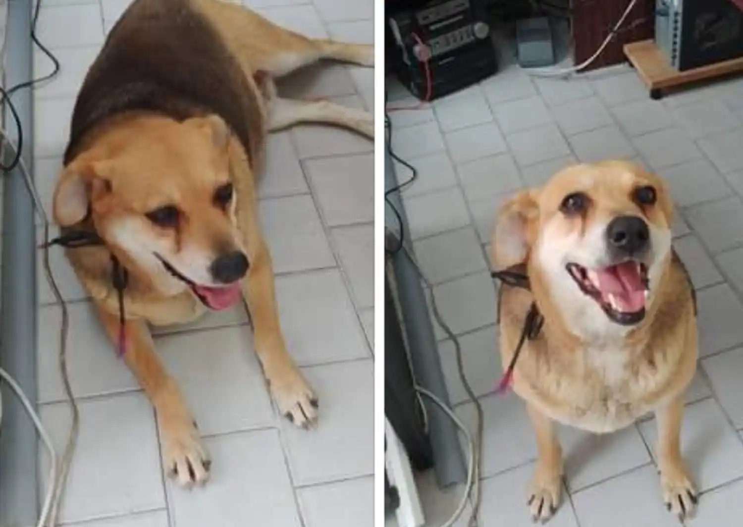 Perra encontrada en San Pedro Bus