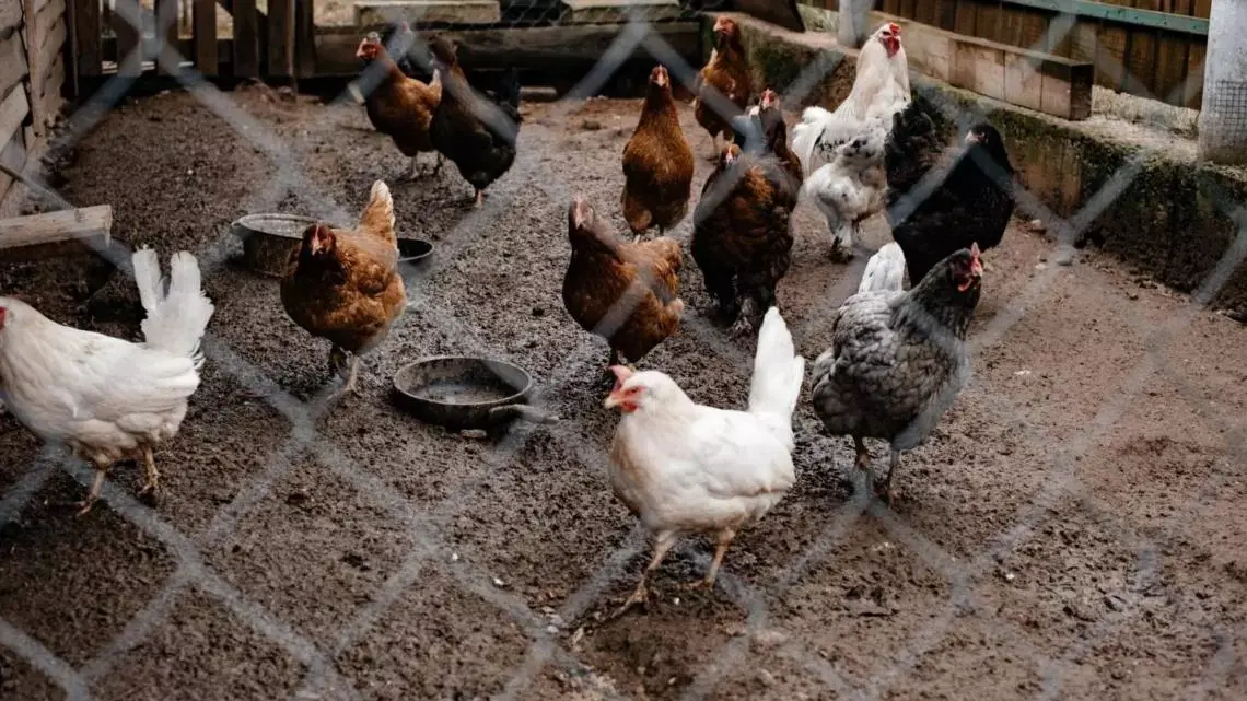 Detectan nuevos casos de gripe aviar en un establecimiento con aves de traspatio.