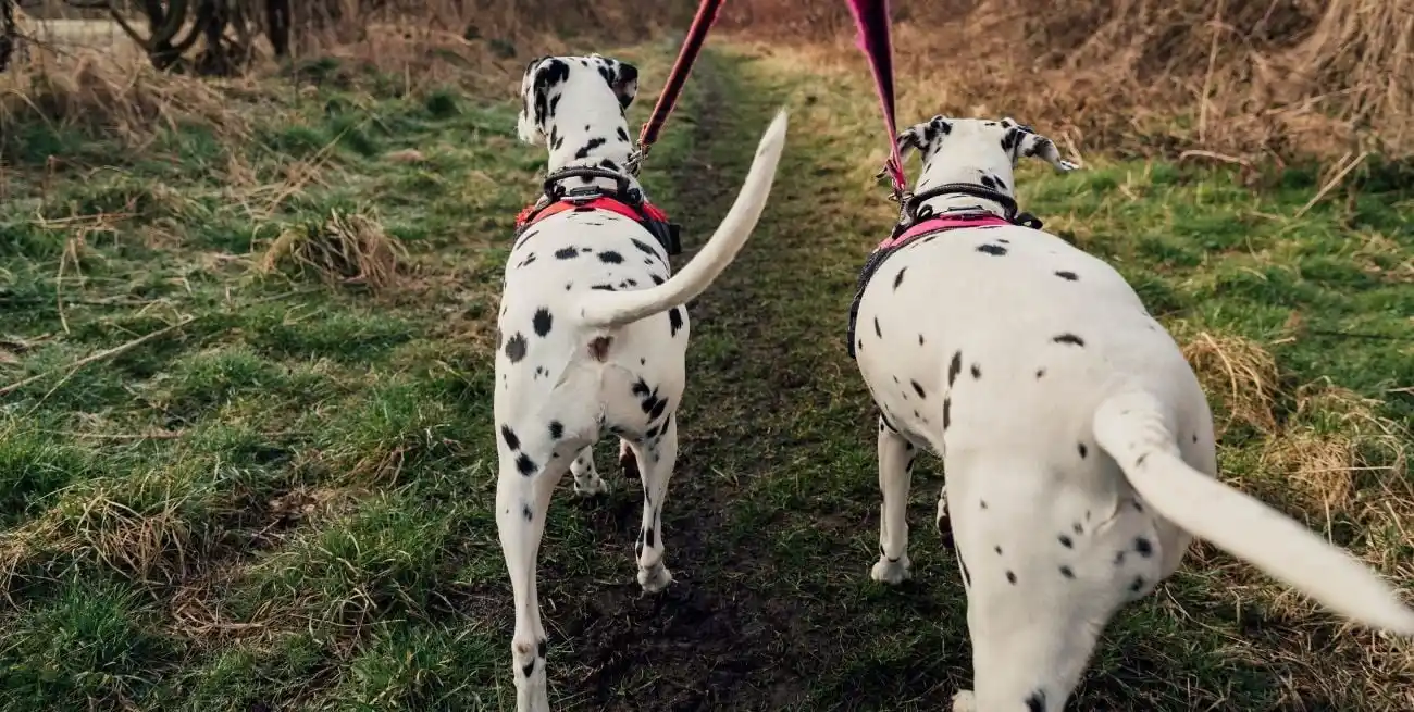 El paso a paso para entender el lenguaje corporal de los perros y lo que quieren decirte
