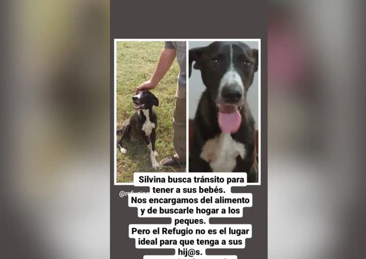 Silvina busca tránsito para tener a sus bebés