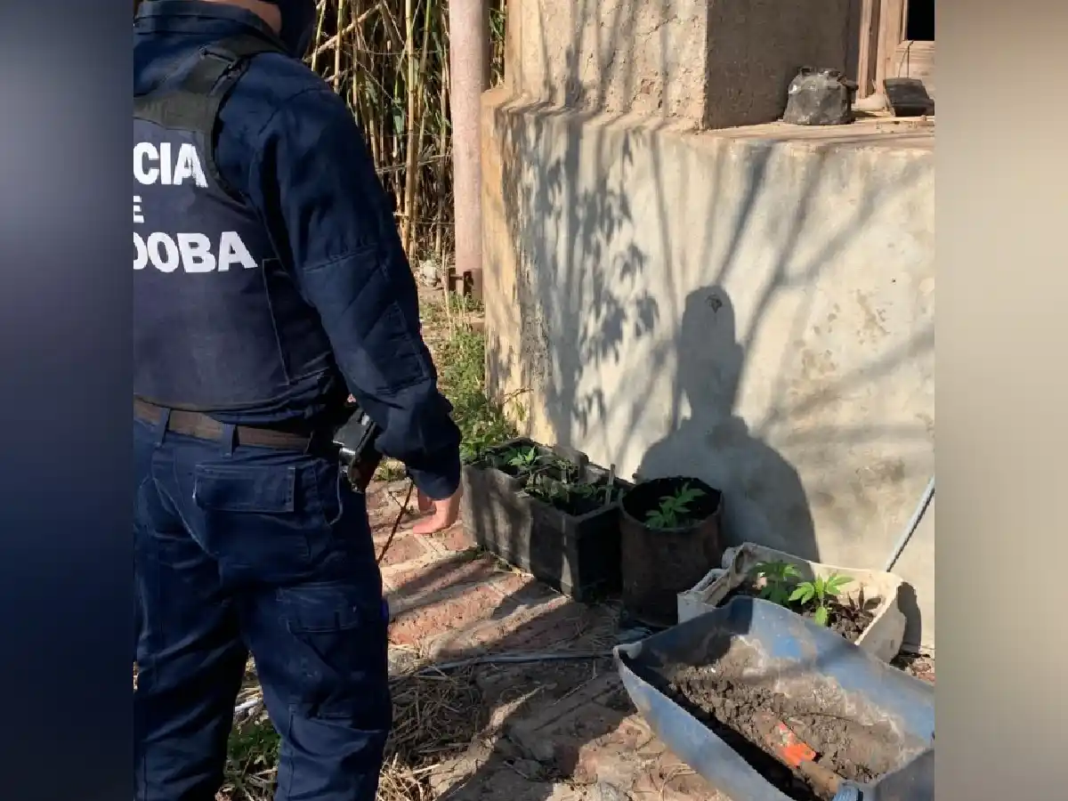 Secuestraron en Brinkmann 27 plantas de marihuana