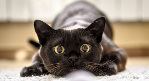 Los gatos cuentan con tres fechas en las que se celebra su día internacional.