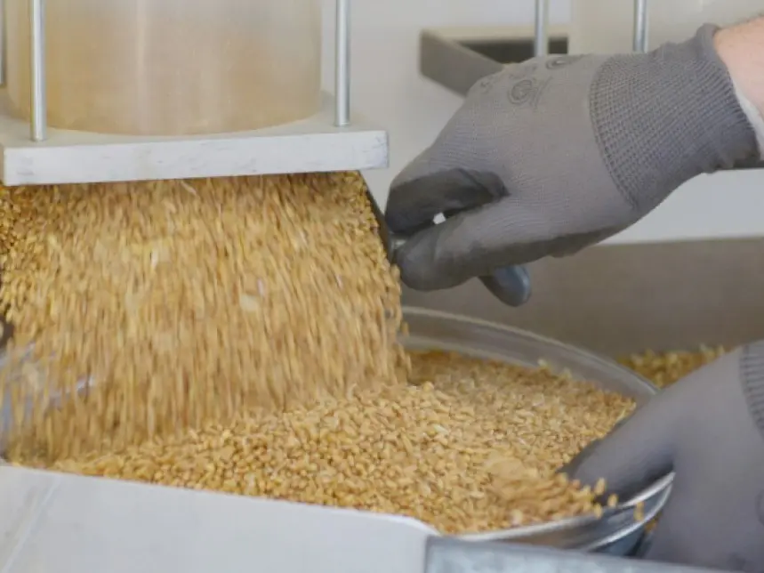 El trigo avanza hacia una cosecha récord, pero los primeros análisis advierten sobre la calidad del grano