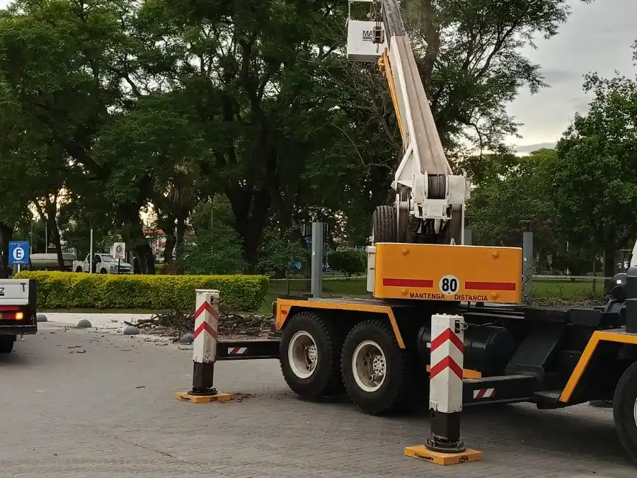 Extracción de ejemplar de tipa en Plaza Libertad