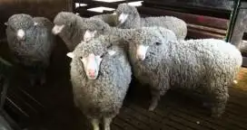 “Tiene que haber mayor apoyo y difusión para la producción ovina de la provincia”