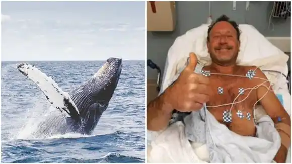 SOBREVIVIÓ PARA CONTARLO: pescador en EE.UU. asegura haber sido tragado por una ballena jorobada
