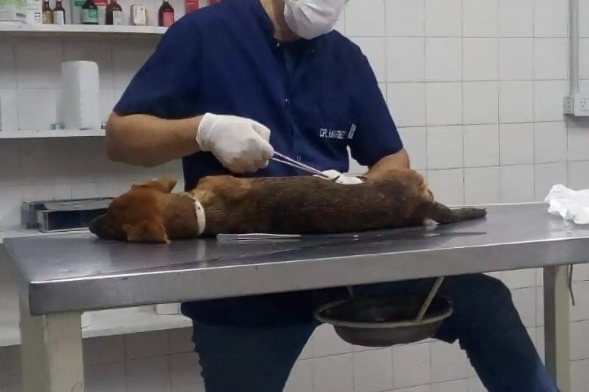 Trasladan Veterinaria Municipal: dónde estará