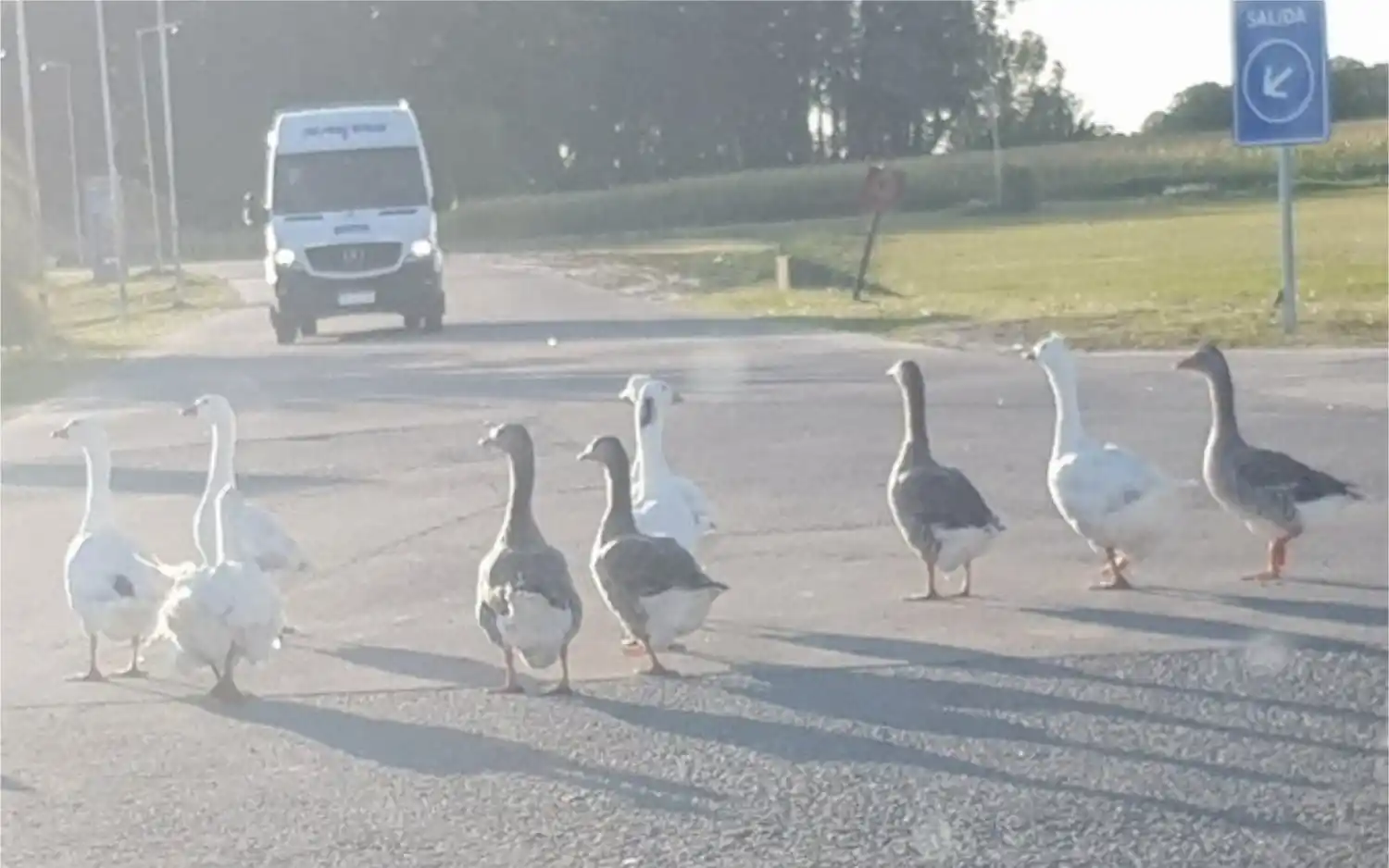 El diputado Britos quedó varado por un insólito "piquete de gansos" en una ruta de Chivilcoy