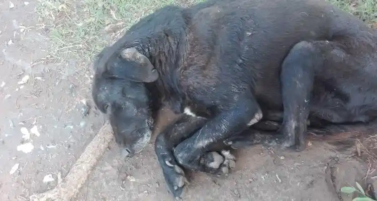 Indignación en el barrio 2 de Abril por la aparición de perros envenenados