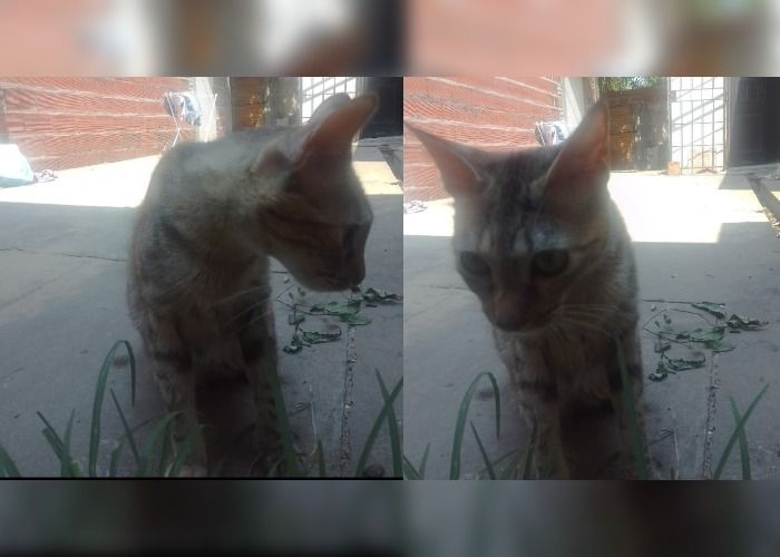 Buscan a esta gatita