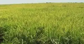 Arroz local no pagará impuestos en México