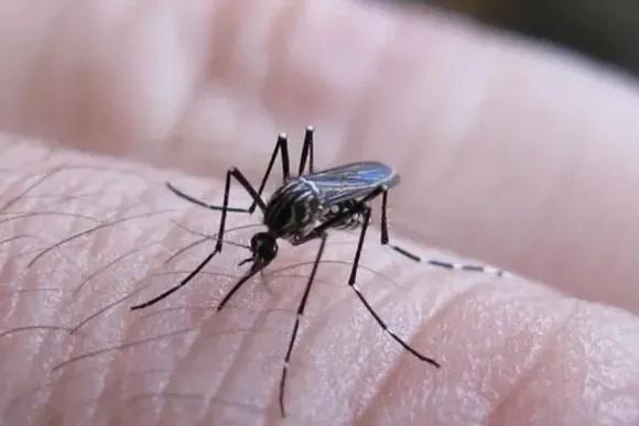  Brote histórico de dengue: el Gobierno se reúne con los ministros de Salud de todas las provincias