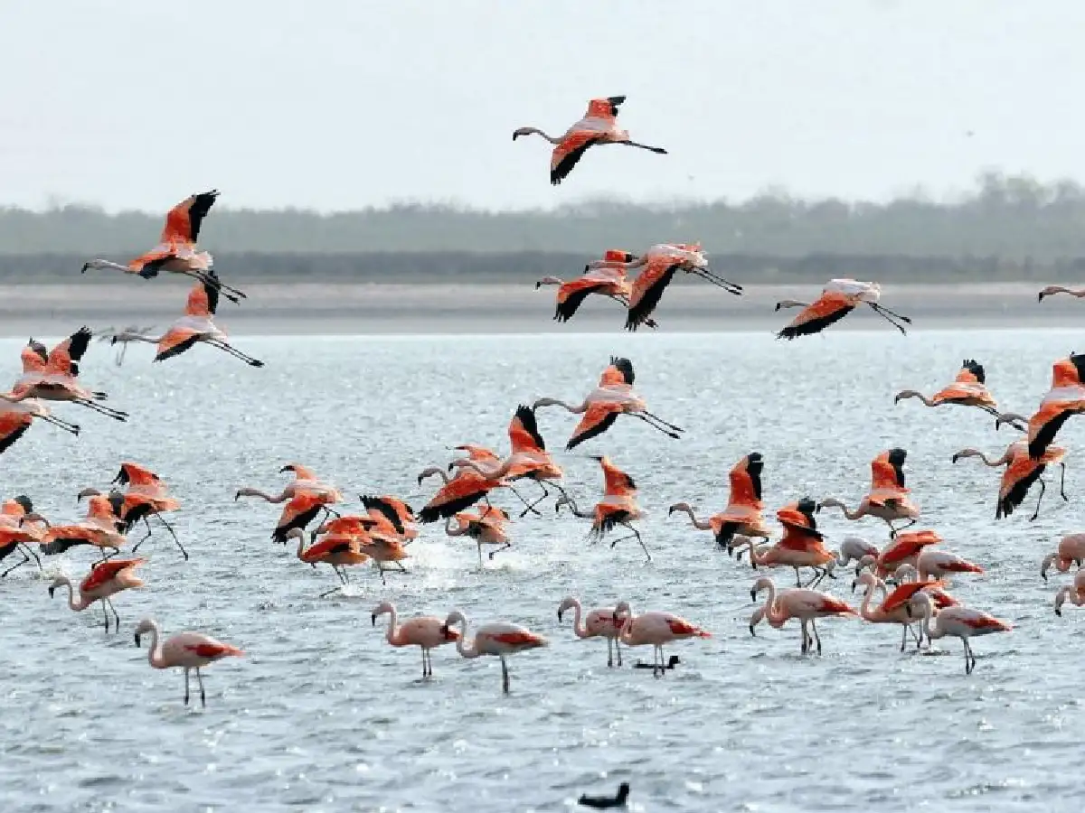 La laguna Mar Chiquita se tiñe de rosa