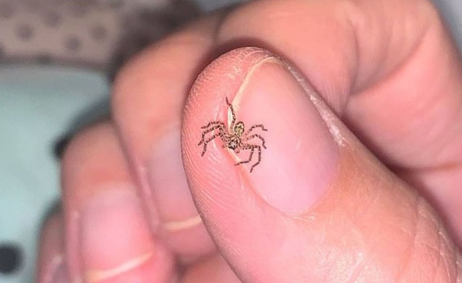 Video viral: ayuda a una enorme araña a dar a luz a 200 crías y adopta a una de mascota