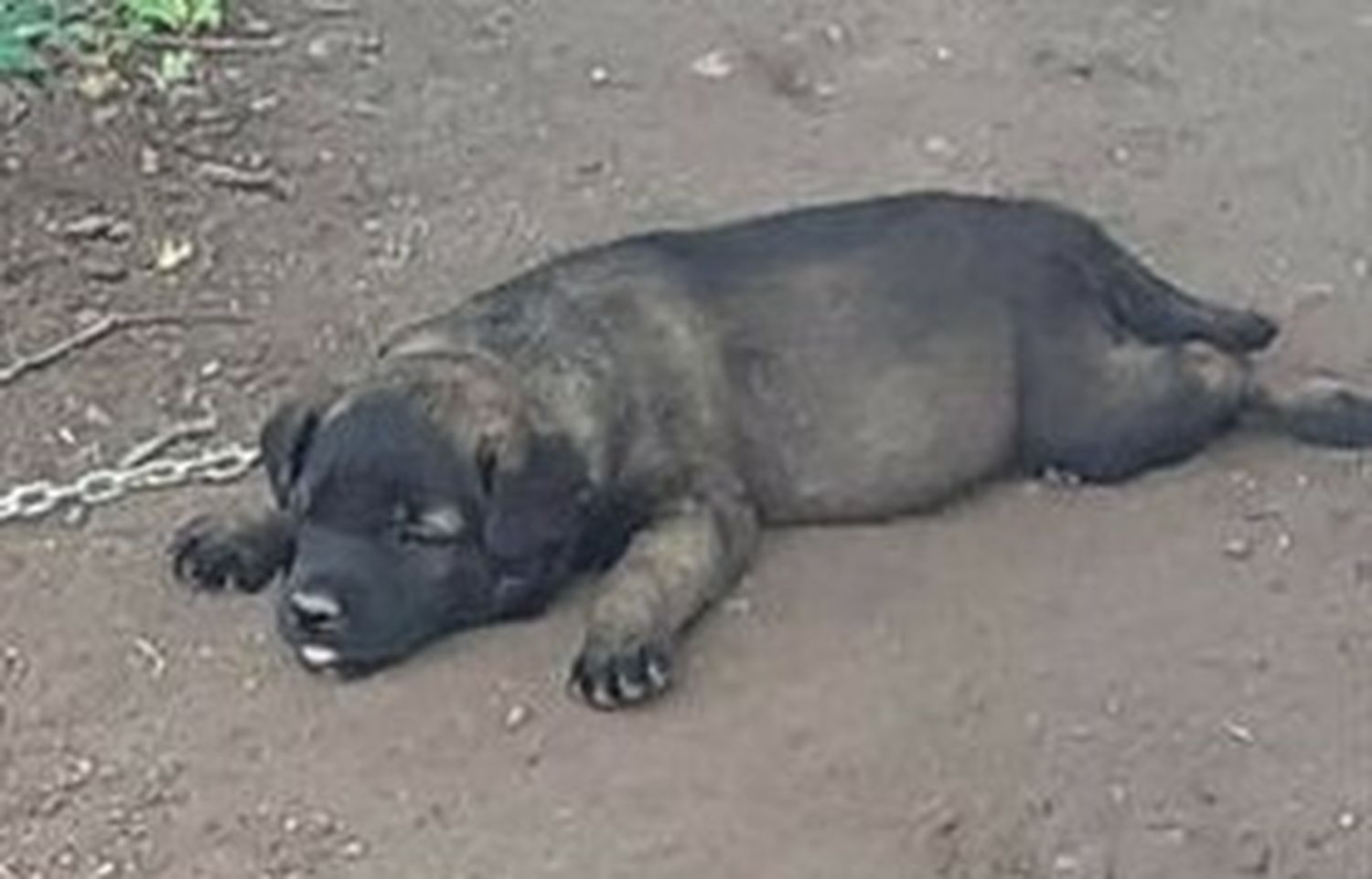 Buscan a Rocki