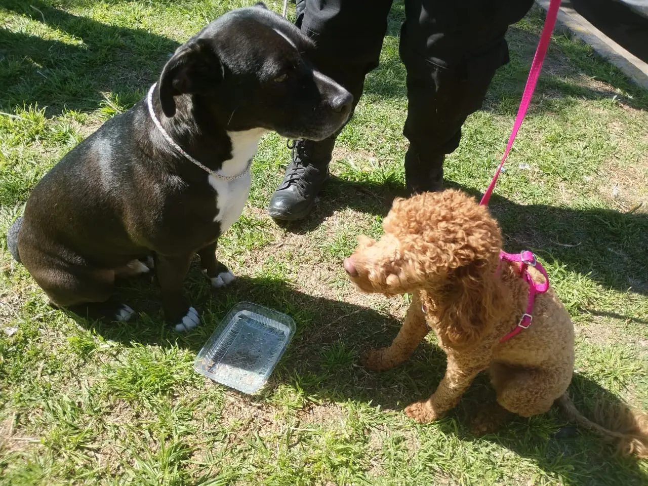 Dos perros que estaban encerrados en un auto tuvieron que ser rescatados en un estacionamiento de la zona sudoeste.