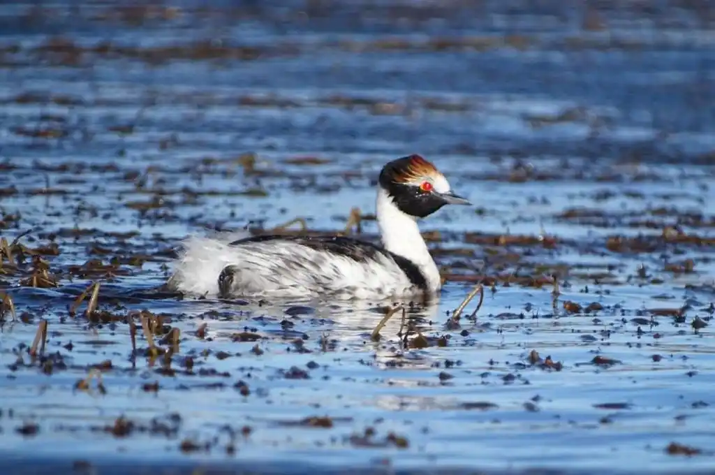 Biólogo argentino fue nominado a los “Oscar verdes”