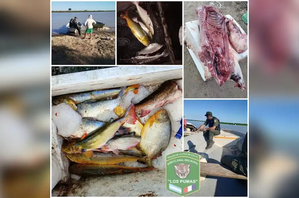 Incumplimiento de veda: decomisaron 60 peces de diversas especies en un patrullaje preventivo