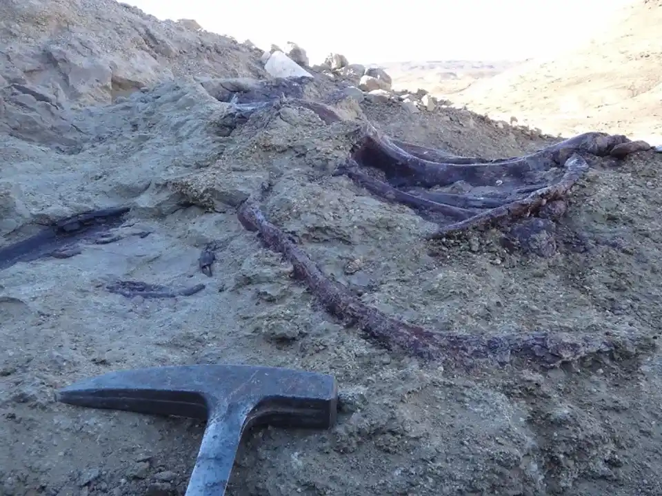 Los primeros huesos observados de joaquinraptor.