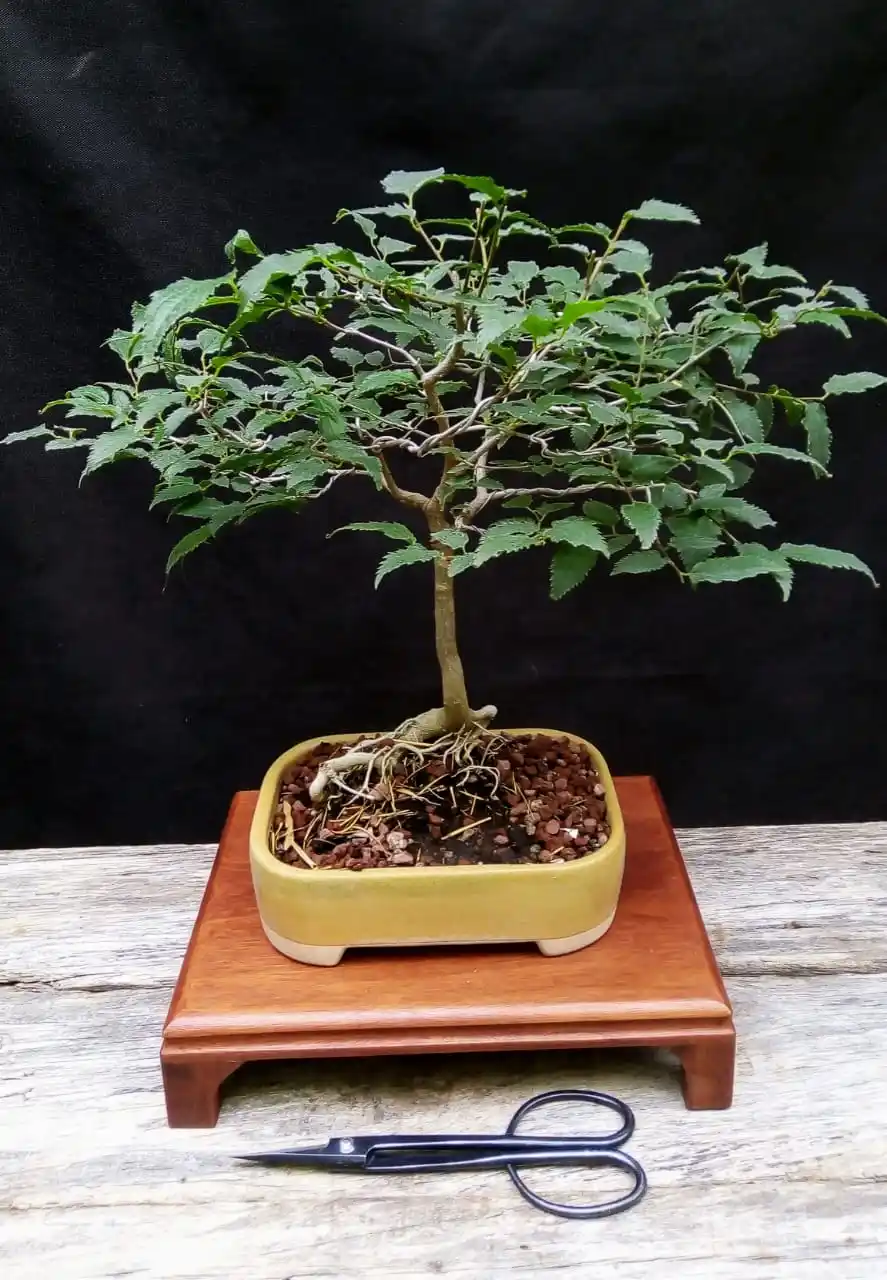 bonsai - 3