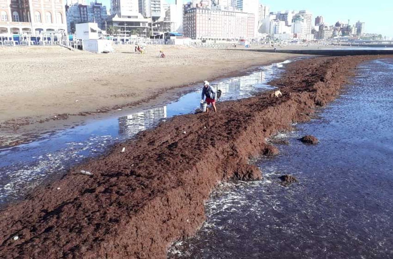 Sorprendente hallazgo de algas en la playa popular 3