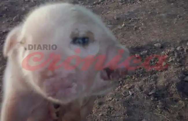 Santiago del Estero: Furor por chanchita con dos hocicos y tres ojos