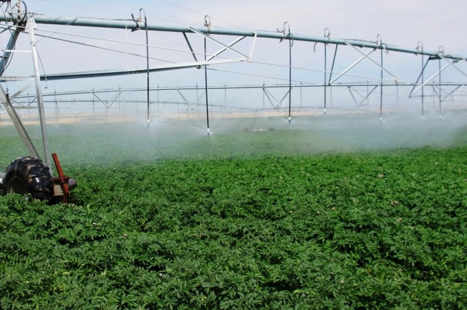 EL ECO CAMPO: El agua es un elemento fundamental para la producción de papa de calidad comercial